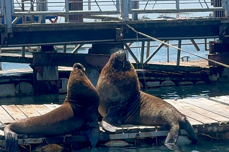 Paracas: Sightseeing Tour of the Ballestas Islands and National Reserve