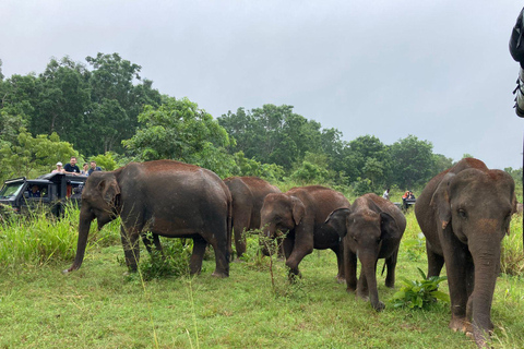 From Sigiriya : Sunrise Pidurangala & Wild Elephant Safari