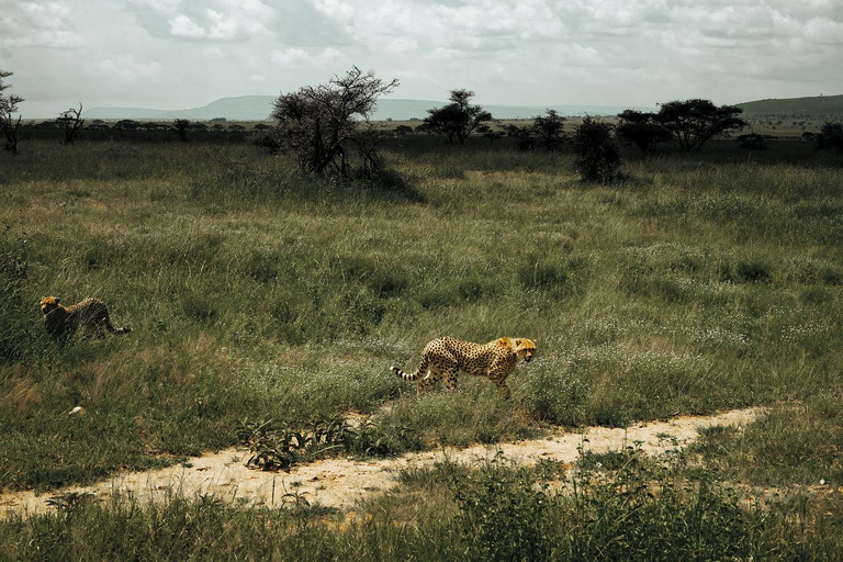 Safari budgétaire de groupe de 8 jours à travers le Kenya et la Tanzanie