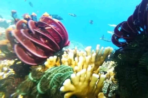 Excursion d&#039;une journée avec plongée en apnée Gili Layar/Gili Gede&amp;Gili Rengit