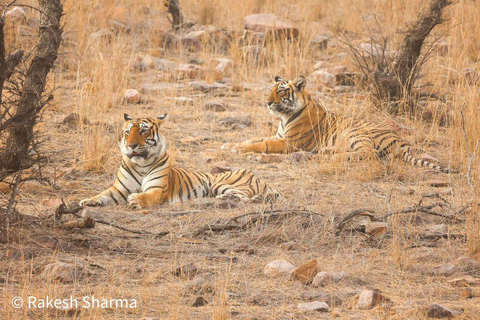 From Jaipur All-Inclusive Ranthambore Tiger Safari Day Tour From Jaipur Evening Safari Begins Between 6:00 AM - 7:00 AM