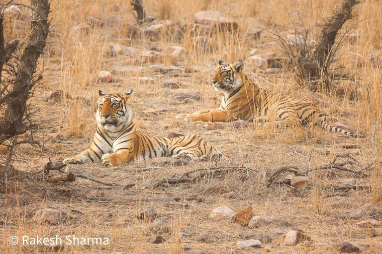From Jaipur All-Inclusive Ranthambore Tiger Safari Day Tour From Jaipur Evening Safari Begins Between 6:00 AM - 7:00 AM