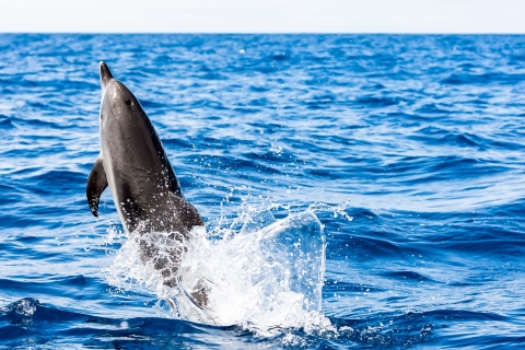 Gibraltar: teleférico y avistamiento de delfinesGibraltar: teleférico y observación delfines (4 h)