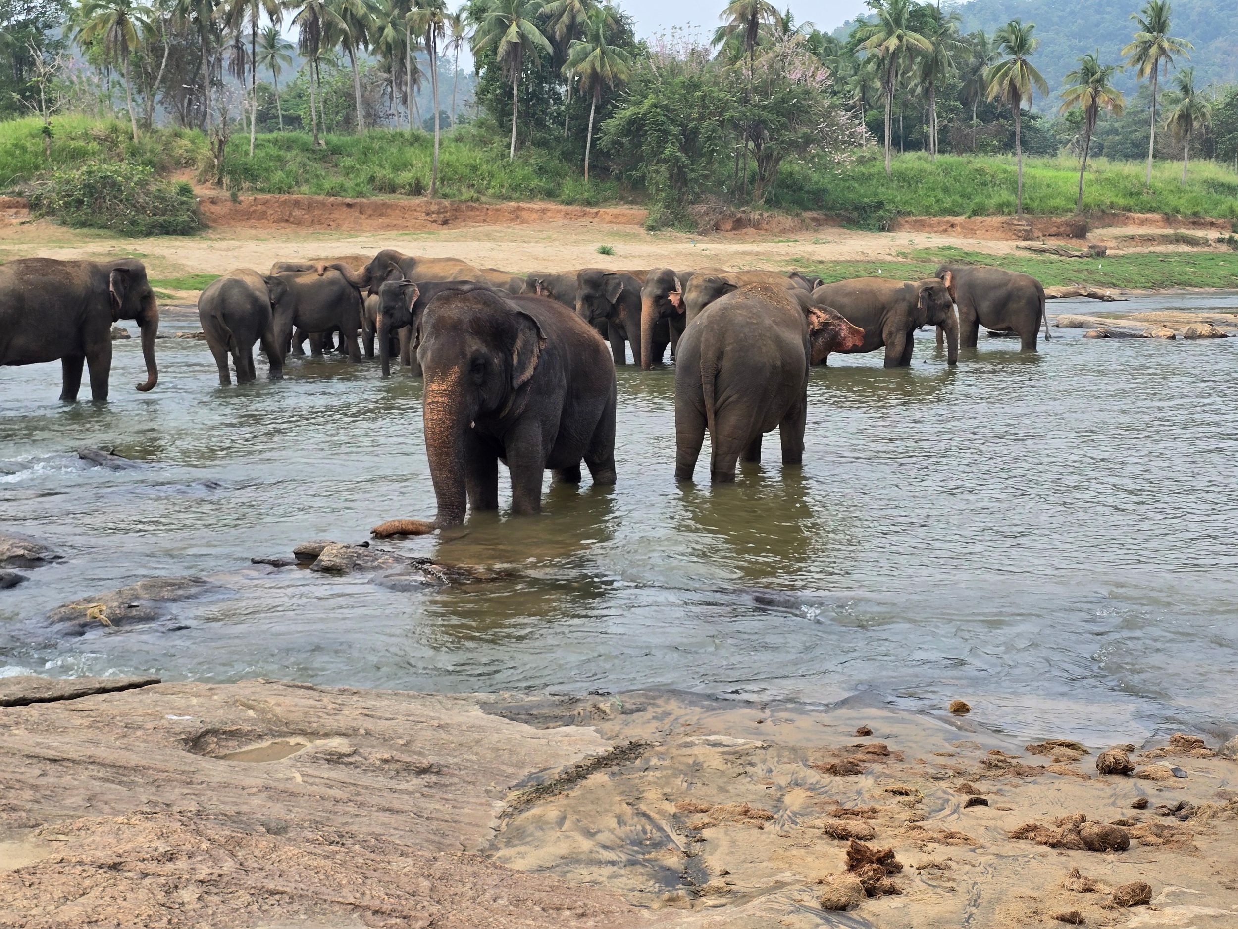 Ab Kandy: Tagestour zu den Elefanten von Pinnawala und zum Ambuluwawa-Turm