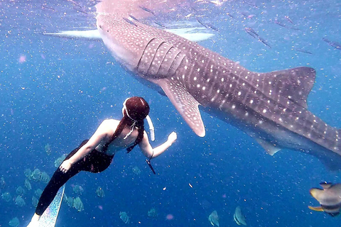 Cebu:Oslob Whale Sharks, Tumalog Falls & Moalboal Snorkeling