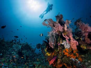 Tulamben: Unterwasserparadies Taucherlebnis