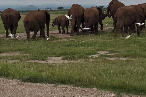 جولة رحلة ليوم واحد في أمبوسيلي - إطلالة على كليمنجارو