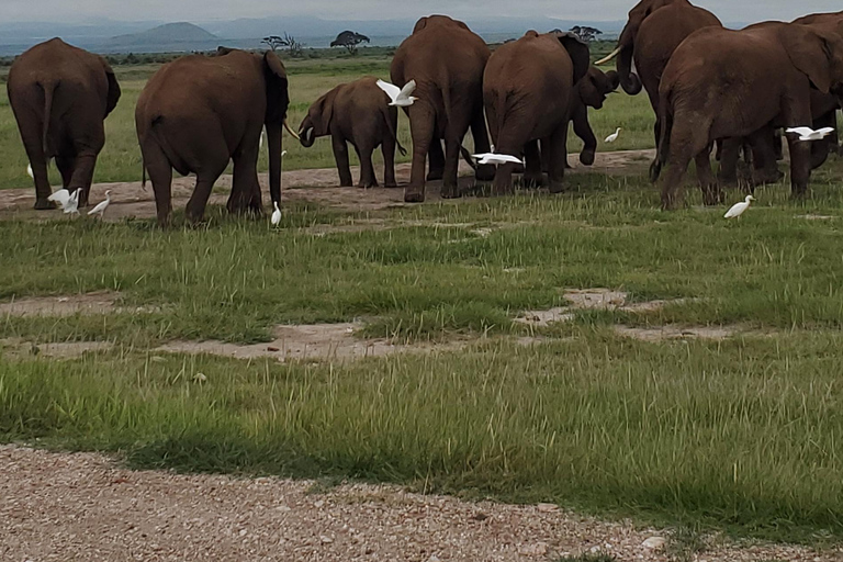 جولة رحلة ليوم واحد في أمبوسيلي - إطلالة على كليمنجارو