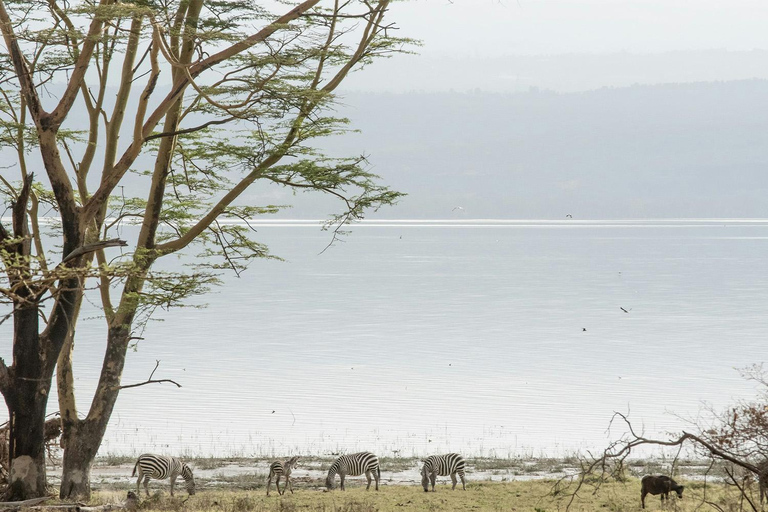 Lake Nakuru National Park: Daytrip in a 4X4 Private Jeep