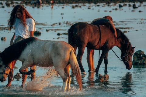 Gili Trawangan: Beach Horse Riding Experiences 1 Hour Ride
