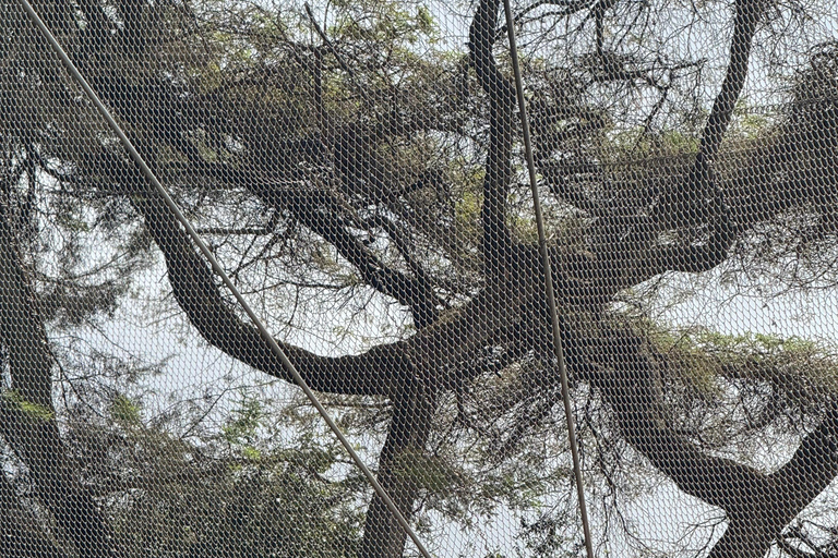 Addis Ababa Layover Tour: Unity Park, Coffee & Local Lunch