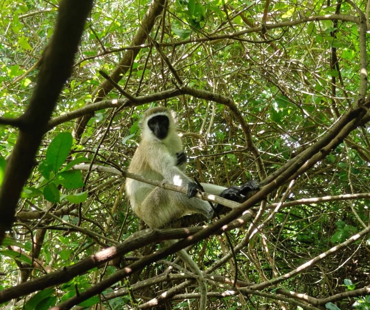 Nungwi: Zoo-Besuch und Spielen mit Affen