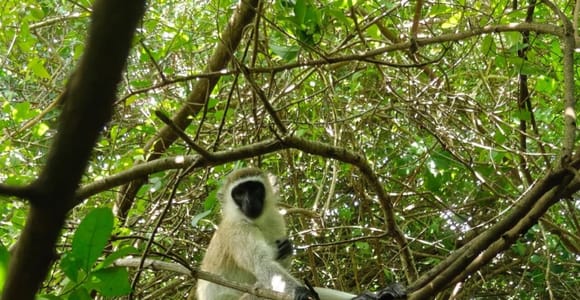 Nungwi: Zoo visit and play with Monkeys
