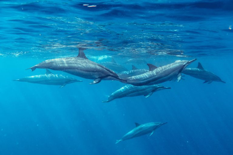 Nado con Delfines, Isla de Benitiers, Almuerzo, Recogida y regresoNado con Delfines, Roca de Cristal, Isla de Benitiers y Almuerzo