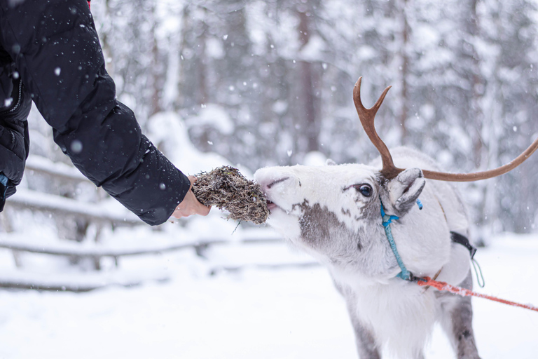 Rovaniemi: Local Reindeer Farm Visit with Sleigh Ride