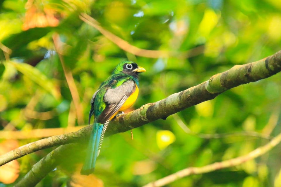 Drake Bay - Bird Watching Tour | GetYourGuide