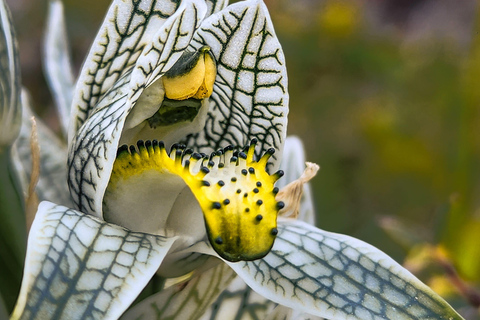 Torres del Paine: Trekking Miradores giornata interaTorres del Paine: Trekking miradores giornata intera