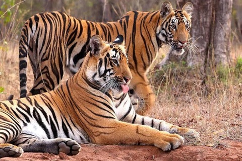 From Delhi : India's Golden Triangle with Tiger Safari