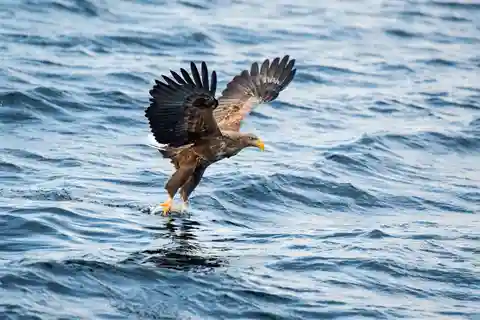 Svolvær: Sea Eagle Safari