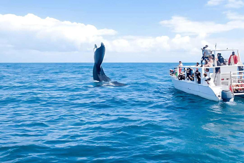 Punta Cana: Samaná Bay Whale Watching & Cayo Levantado