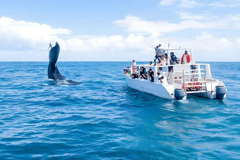 Punta Cana: Samaná Bay Whale Watching & Cayo Levantado
