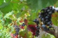 Exploration des vignobles exquis et skywalk de Cabo Girão - Hizvo