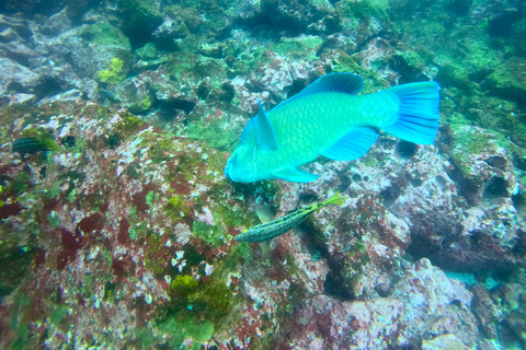 Descubrimiento de Galápagos EXPERIENCIA DE BUCEO DE UN DÍA