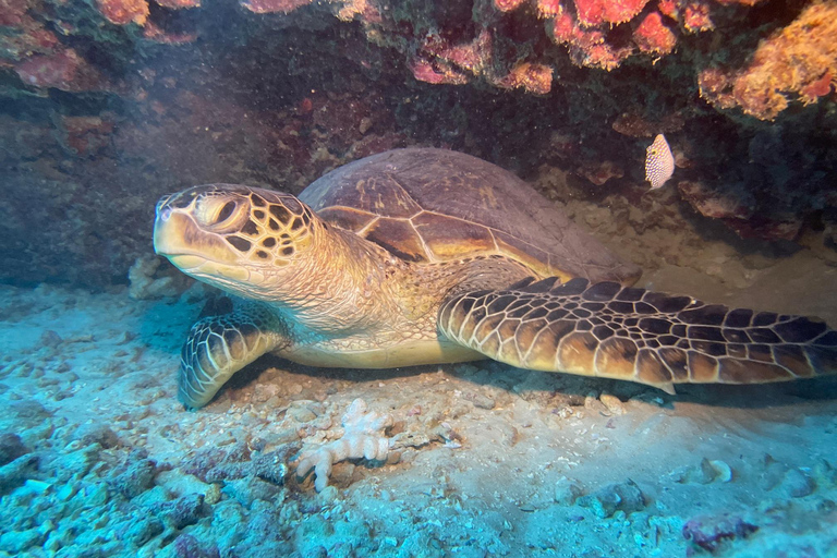 Oahu: Nurkowanie na płytkiej rafie dla certyfikowanych nurkówOahu: nurkowanie z akwalungiem na płytkiej rafie dla certyfikowanych nurków