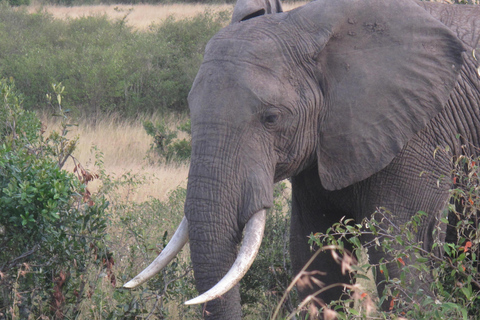 2-dniowe safari na słoniach w Amboseli