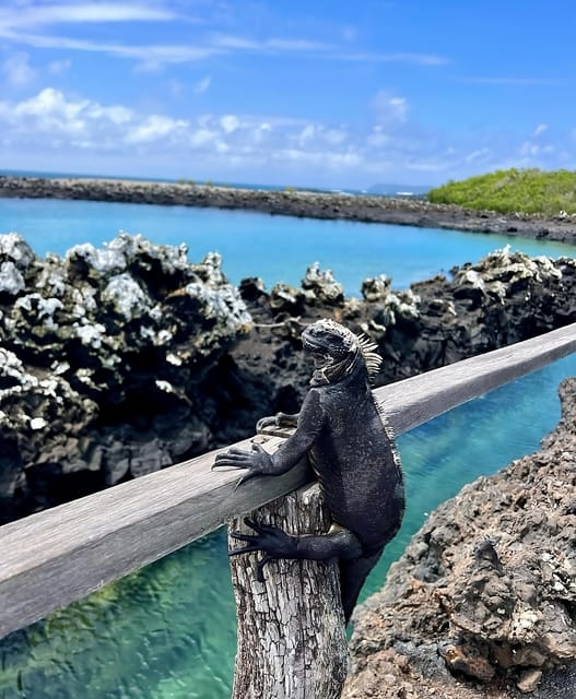 Explore the Natural Wonders of Isabela and Tintoreras Islet
