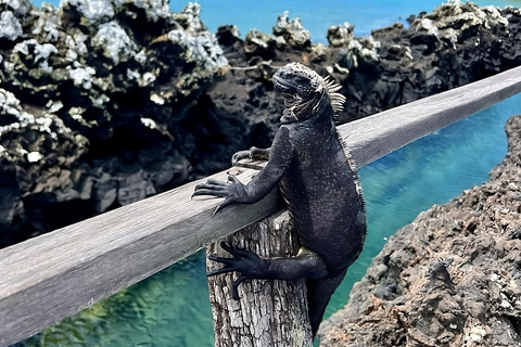 Entdecke die Naturwunder von Isabela und der Insel Tintoreras