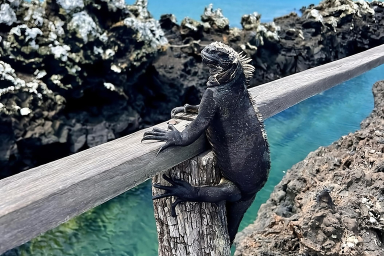 Explore as maravilhas naturais de Isabela e da Ilha Tintoreras