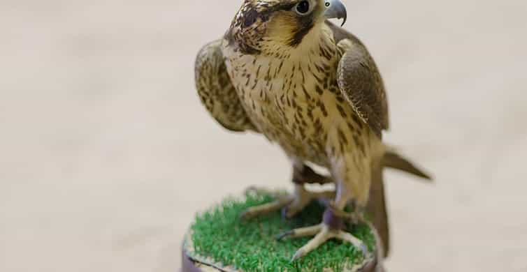 Doha: Quad Bike, Dune Bashing, Camel Ride & Inland Sea Tour photo 3