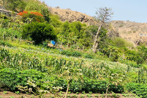 Poznaj największą plantację bananów na Cabo Verde