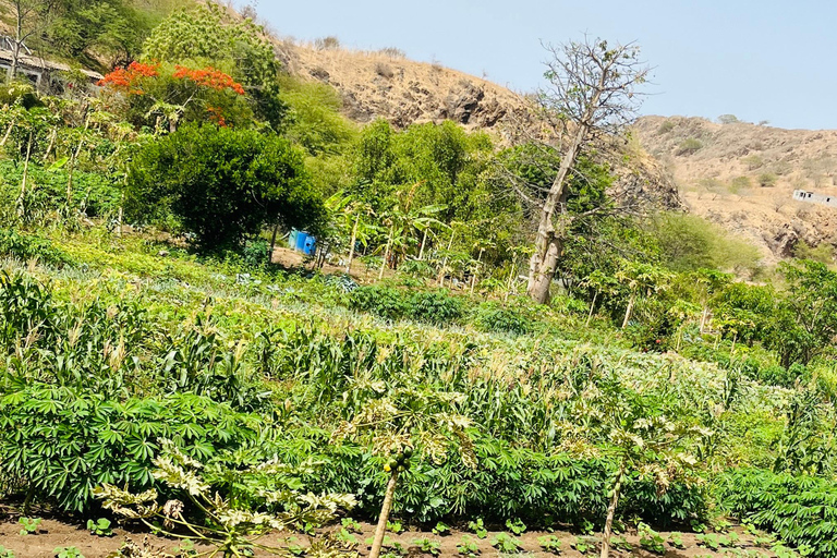 Poznaj największą plantację bananów na Cabo Verde