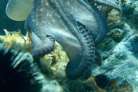 Avontuur in Barcelona: wandelen, snorkelen en springen aan de Costa Brava