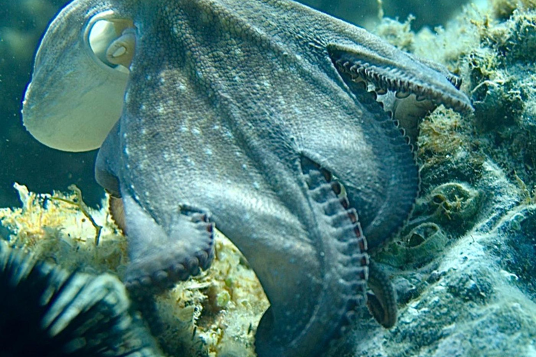 Avontuur in Barcelona: wandelen, snorkelen en springen aan de Costa Brava