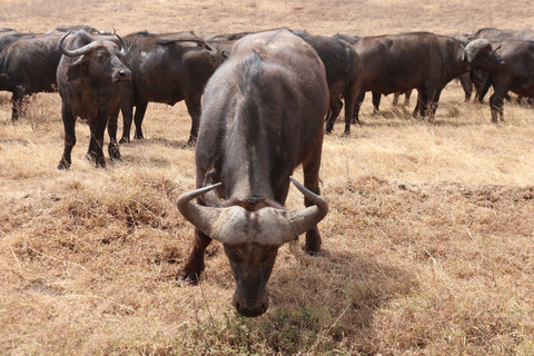 3-tägige Abenteuer-Safari im Norden von Sansibar mit Flügen &amp; MahlzeitenSansibar-Abenteuer: 3-tägige Safari im Norden mit Flügen und Mahlzeiten