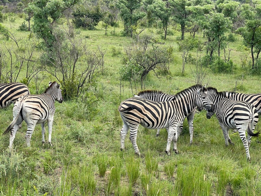 Vanuit Johannesburg 3 Daagse Kruger National Park Big 5 Safari Getyourguide 