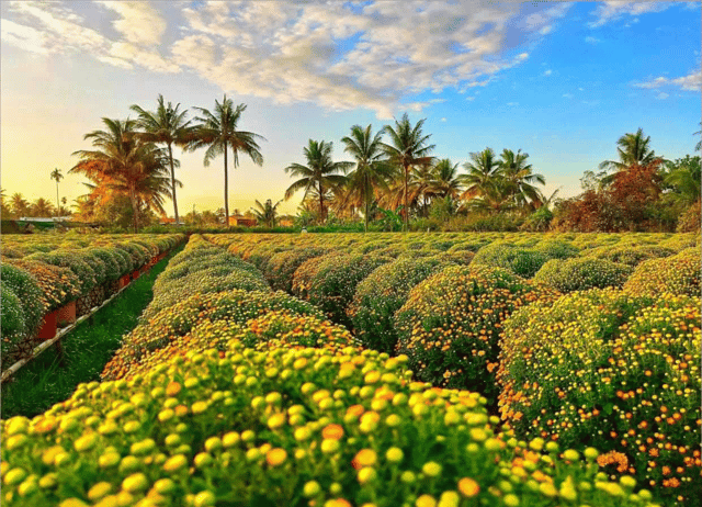 Can Tho: Sa Dec Flower Village Day Tour with Lunch