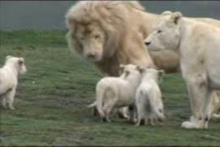 Parc des lions et safari : Safari en véhicule ouvert