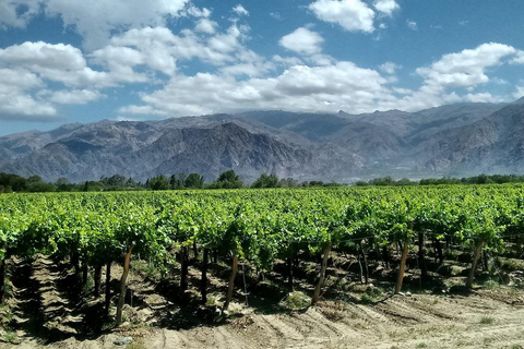 Tour particular para degustação de azeite e vinho com serviço de busca