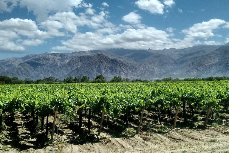 Visite privée pour une dégustation d&#039;huile d&#039;olive et de vin avec prise en charge