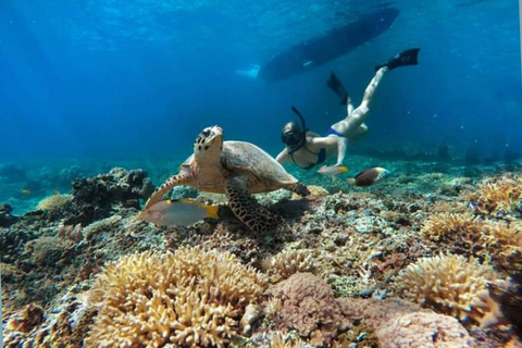 Gili Island : Private Snorkeling Tour 3 Gili Island + GOPRO