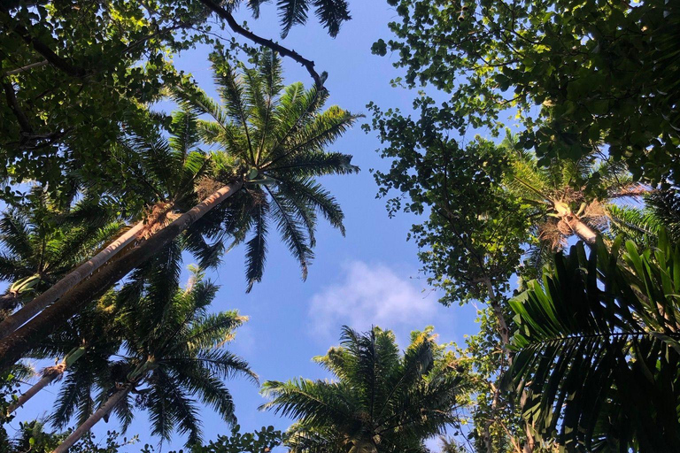 Mauricio: Excursión en Jeep por el Sur de Mauricio