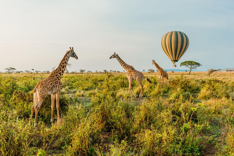 Z Zanzibaru: 2-dniowe safari w Serengeti z przelotami