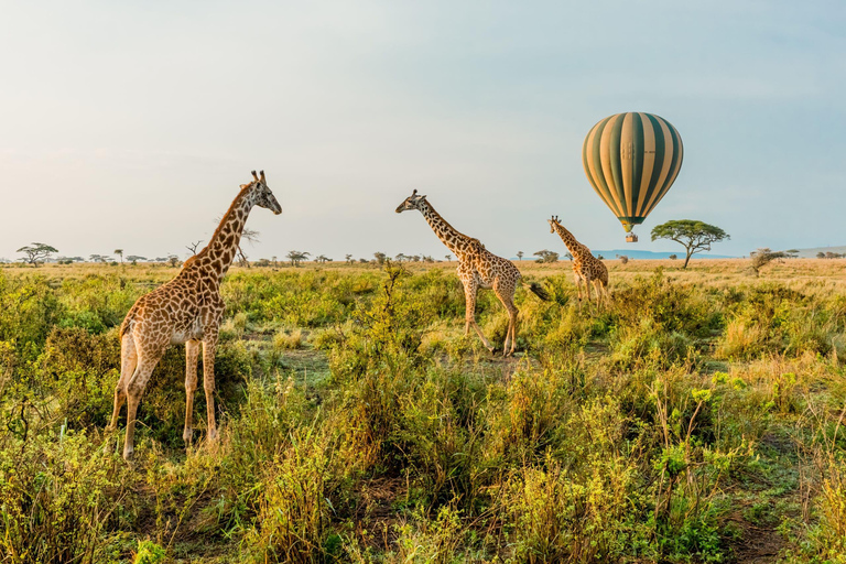 Z Zanzibaru: 2-dniowe safari w Serengeti z przelotami