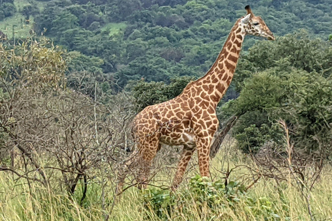 A 10-day Lowland Gorilla trek expedition in DR Congo