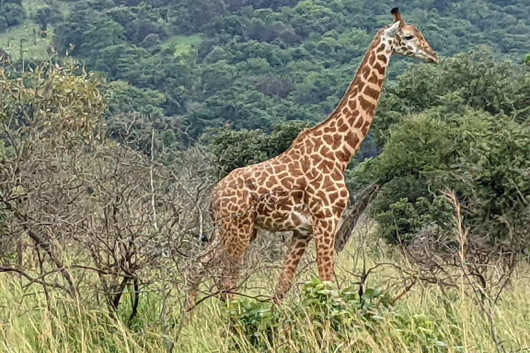 A 10-day Lowland Gorilla trek expedition in DR Congo