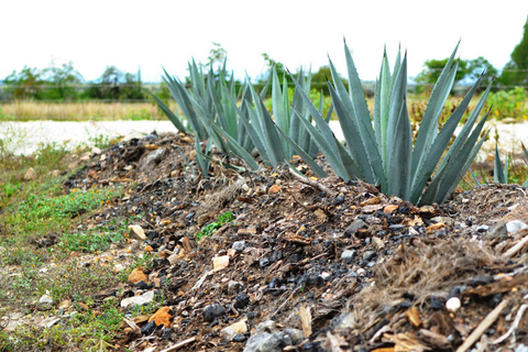 Oaxaca Millenary route